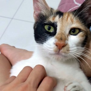 고양이 주인을 찾습니다 코리아쇼트헤어 대전광역시 동구