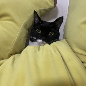 고양이를 찾습니다 코리아쇼트헤어 광주광역시 광산구