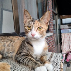 고양이를 찾습니다 코리아쇼트헤어 광주광역시 광산구
