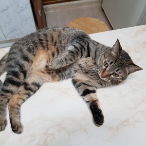 고양이 실종 믹스묘 서울특별시 용산구