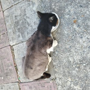 고양이 주인을 찾습니다 코리아쇼트헤어 대전광역시 서구