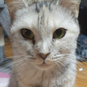 고양이 실종 기타묘종 인천광역시 부평구