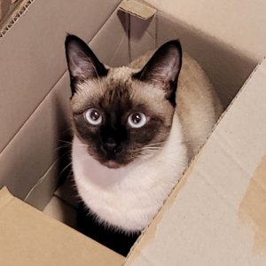 고양이 실종 샴 경기도 평택시