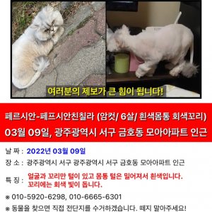 고양이 실종 페르시안 광주광역시 서구