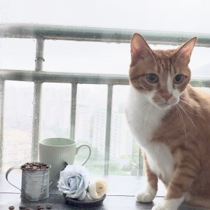 고양이를 찾습니다 코리아쇼트헤어 부산광역시 서구