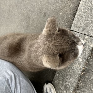 고양이 주인을 찾습니다 러시안블루 서울특별시 광진구