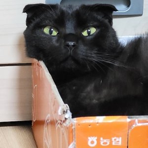 고양이를 찾습니다 기타묘종 서울특별시 도봉구