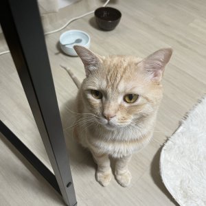 고양이 실종 브리티시쇼트헤어 서울특별시 도봉구