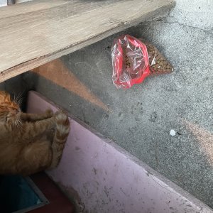 고양이 목격 기타묘종 서울특별시 용산구