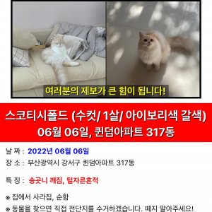 고양이를 찾습니다 스코티시폴드롱헤어 부산광역시 강서구