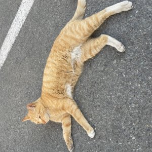 고양이를 찾습니다 코리아쇼트헤어 대구광역시 남구