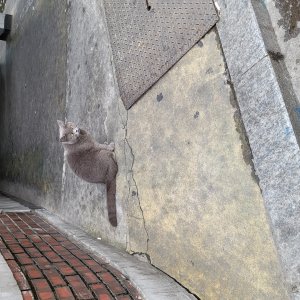 고양이 주인을 찾습니다 브리티시쇼트헤어 서울특별시 서대문구