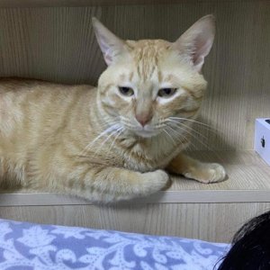 고양이 실종 기타묘종 인천광역시 연수구