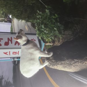 고양이 주인을 찾습니다 기타묘종 부산광역시 동래구