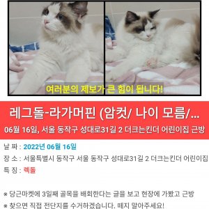 고양이 구조 래그돌 서울특별시 동작구