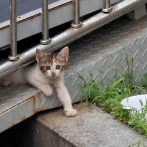 고양이 주인을 찾습니다 기타묘종 서울특별시 중랑구