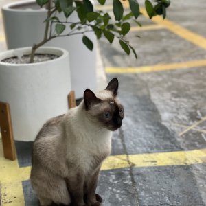 고양이 실종 샴 부산광역시 기장군