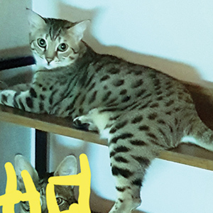 고양이 실종 벵갈캣 서울특별시 용산구
