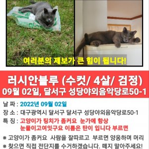고양이 실종 러시안블루 대구광역시 달서구