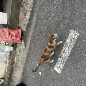 고양이 주인을 찾습니다 기타묘종 대전광역시 동구