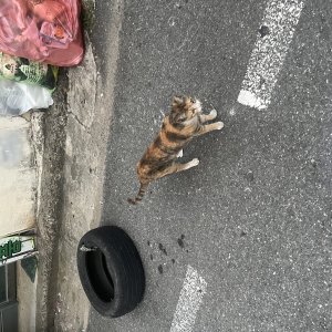 고양이 목격 기타묘종 대전광역시 동구