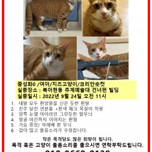 고양이 실종 코리아쇼트헤어 서울특별시 서대문구