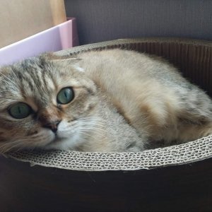 고양이를 찾습니다 스코티시폴드 서울특별시 송파구