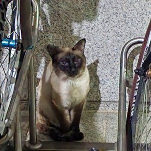 고양이 목격 샴 부산광역시 해운대구