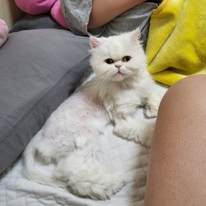 고양이를 찾습니다 페르시안 대전광역시 유성구