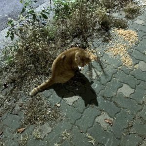 고양이 주인을 찾습니다 기타묘종 인천광역시 동구