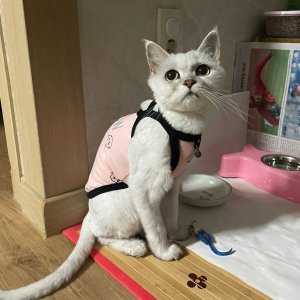 고양이를 찾습니다 친칠라캣 대전광역시 유성구