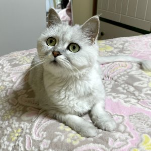 고양이를 찾습니다 친칠라캣 대전광역시 유성구