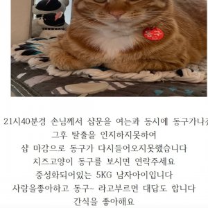 고양이를 찾습니다 코리아쇼트헤어 인천광역시 미추홀구