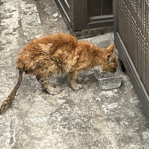 고양이 주인을 찾습니다 믹스묘 서울특별시 마포구