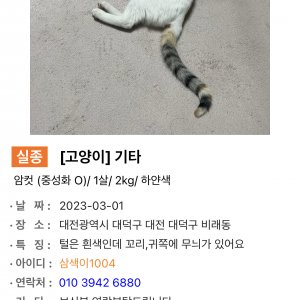 고양이 실종 코리아쇼트헤어 대전광역시 대덕구