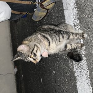 고양이 주인을 찾습니다 코리아쇼트헤어 대전광역시 동구