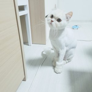 고양이를 찾습니다 페르시안 부산광역시 수영구