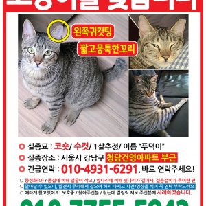 고양이 실종 코리아쇼트헤어 서울특별시 강남구