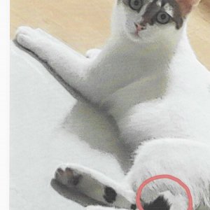 고양이를 찾습니다 코리아쇼트헤어 인천광역시 서구