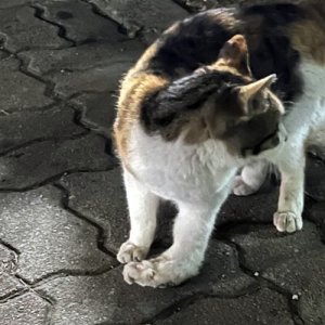 고양이 주인을 찾습니다 기타묘종 대전광역시 대덕구