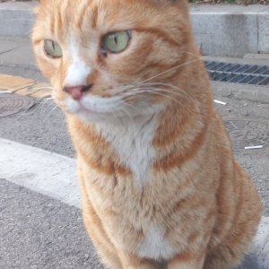 고양이 실종 코리아쇼트헤어 경기도 광명시