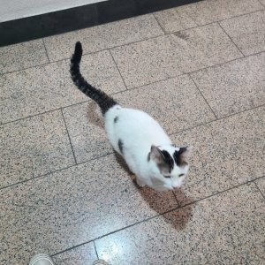 고양이를 찾습니다 기타묘종 서울특별시 송파구