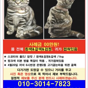 고양이 실종 스코티시폴드 경기도 성남시 중원구