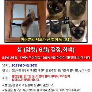 고양이 실종 샴 경상북도 포항시 북구