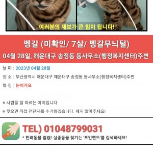 고양이 실종 벵갈캣 부산광역시 해운대구