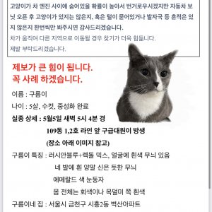 고양이 실종 러시안블루 서울특별시 금천구