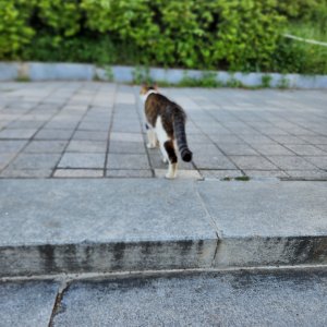 고양이 주인을 찾습니다 기타묘종 서울특별시 강동구