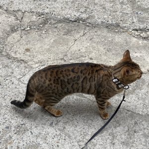 고양이를 찾습니다 벵갈캣 서울특별시 강남구