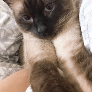 고양이 실종 샴 서울특별시 마포구