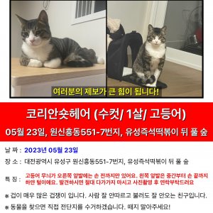 고양이를 찾습니다 코리아쇼트헤어 대전광역시 유성구